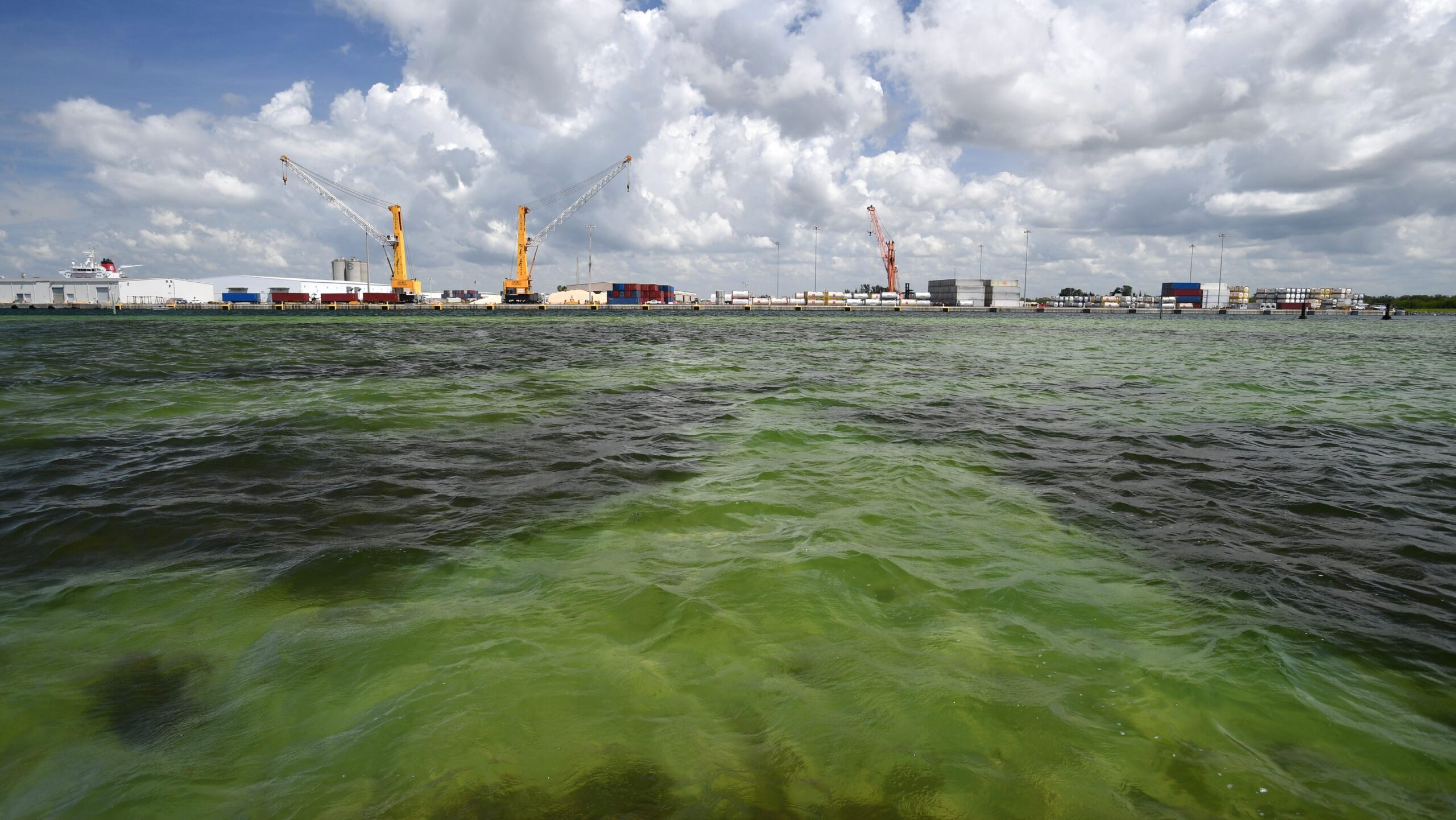 Environmental Crisis in Tampa Bay