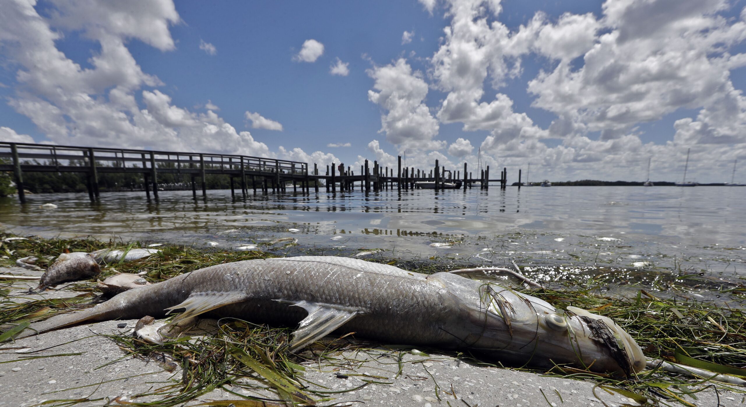 Leak Causes Toxic Algae Blooms